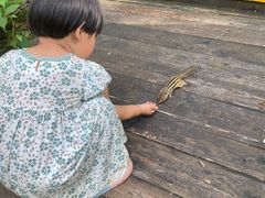 -五营红松林海景区