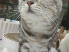 -喵的天空名猫咖啡馆·撸猫·猫舍·用品