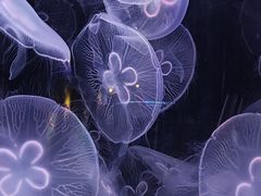 -海合安天津极地海洋公园