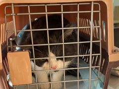 -瑞派宠物医院·犬猫全科·猫友好(宾水西道店)