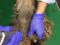 -爱侣宠医·鹦鹉专科·小型哺乳类·异宠专科(灵石路店)