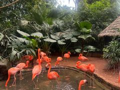 -海南热带野生动植物园