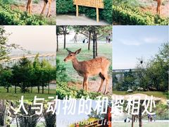 -金沙滩度假村