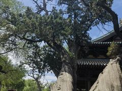 -晋祠公园
