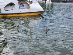 -井之头恩赐公园