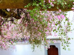 -深圳国际园林花卉博览园