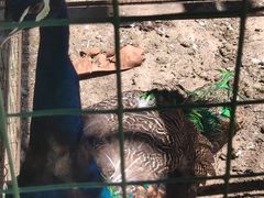 -瑞丽独树成林风景区