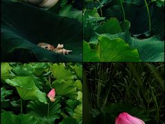 -厦门园林博览苑