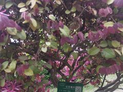 -洛阳市隋唐城遗址植物园
