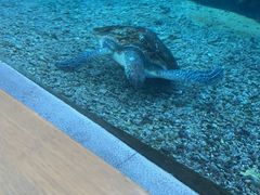 -涛·海底餐厅·美人鱼·自助餐·海底隧道(三亚海棠湾洲际度假酒店)