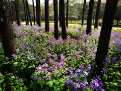 -上海共青森林公园