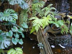 -Fern Forest Cafe