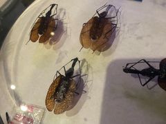 -陕西自然博物馆