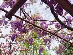 -嘉定紫藤园
