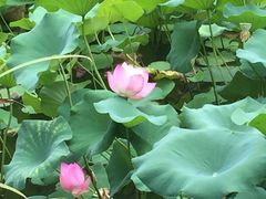-新湖明珠城