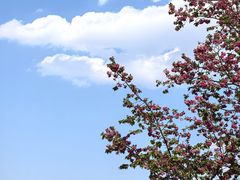 -宜良山后樱花谷