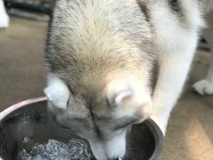 -TrueLove @ Neverland (Husky Cafe)