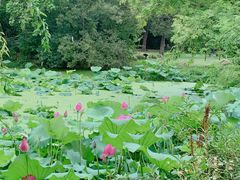 -扬州大运河文化旅游度假区·盆景园