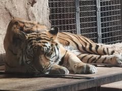 -鄂尔多斯野生动物园