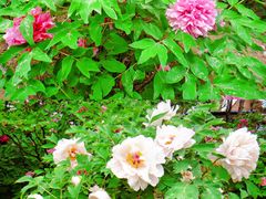 -国家植物园南园