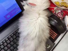 -十年猫舍·猫咪专门店(普陀店)
