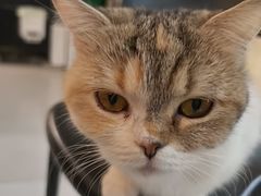-平行世界·猫咖(首经贸店)