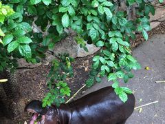 -清迈夜间动物园