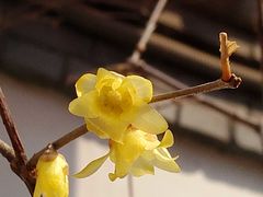 -宣武艺园