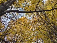 -千年银杏谷文化旅游区