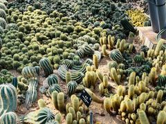 -深圳仙湖植物园