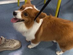 -宠颐生宠物医院外科·内科·皮肤科·影像科(石龙店)