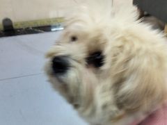 -派特宠物医院(圆融广场店)