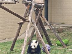 -石家庄市动物园