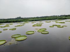 -荷塘月色湿地公园·向阳花洲