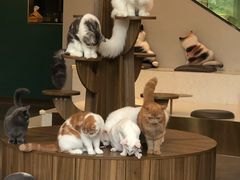 -飞行喵MR PILOT|猫舍·猫咖(静安大融城店)