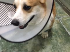 -伟伟宠物医院·CT影像中心·瑞派犬猫综合性门诊(汉口总院)