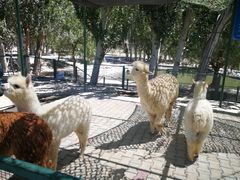 -新疆天山野生动物园