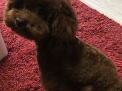 -中农大我爱我爱24h动物医院·中医针灸·猫专科·骨科医疗中心(双井店)