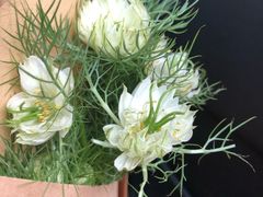 -双季花艺园艺市场(浦东店)