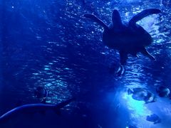 -太平洋海底世界