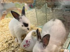 -宠物星动物医院·眼科·异宠·猫科(江南大道总院)