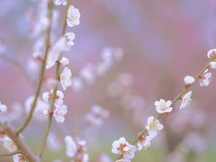 -花开海上生态园