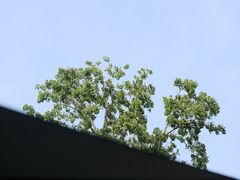 -Sirena海妖日咖夜酒