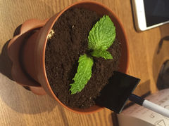 Sweety Fairy甜蜜梦境(大柏树店)-Sweety Fairy小蜜蜂蛋糕&下午茶(大柏树店)