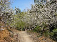 -广州市流溪河国家森林公园