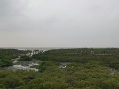 -北海金海湾红树林生态旅游区