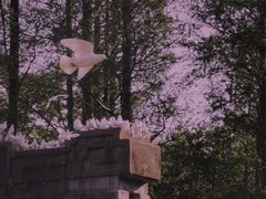-音乐台