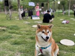 -爪吧宠物乐园 (温榆河示范区店)