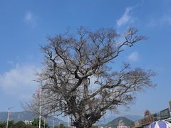 -明记海鲜大排档(巽寮湾店)