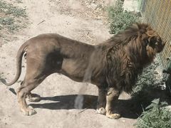 -新疆天山野生动物园